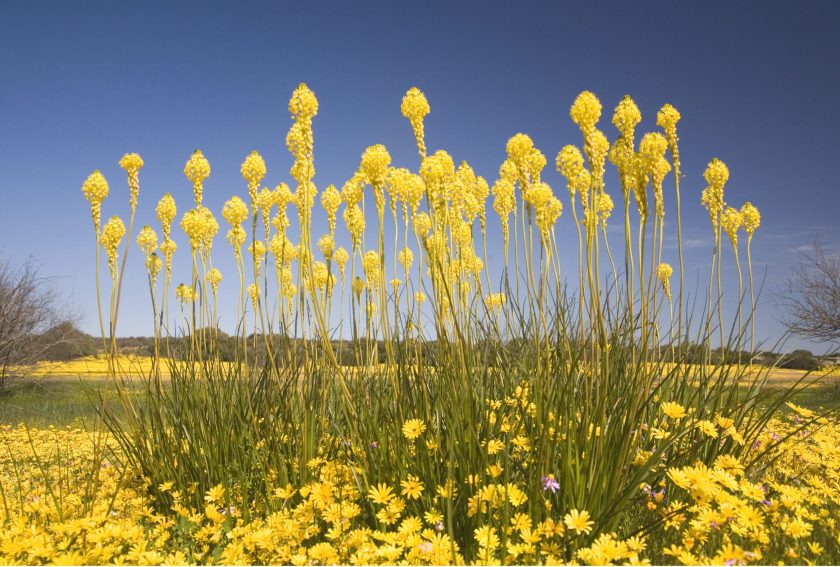 namaqualand-flower-tours-yellow (1)